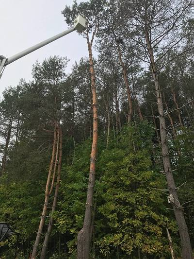 Professional tree service crew at work