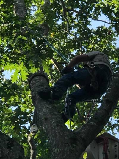 Arborist crew with equipment